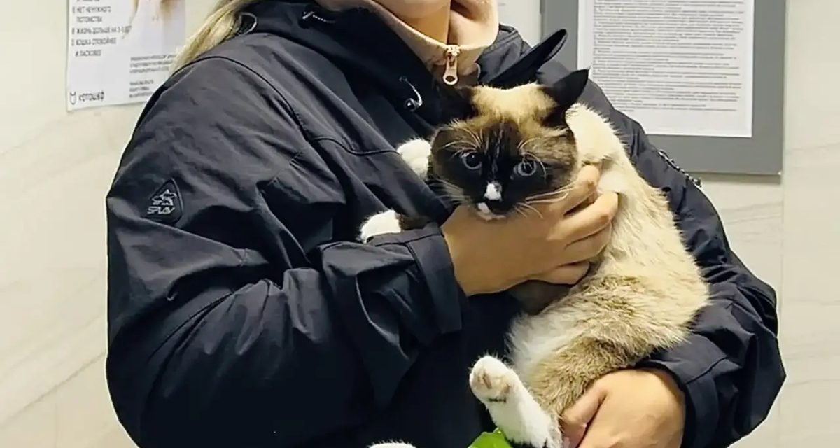 Полицейские в Красноярске спасли кошку с переломом лапы и организовали сбор средств на операцию